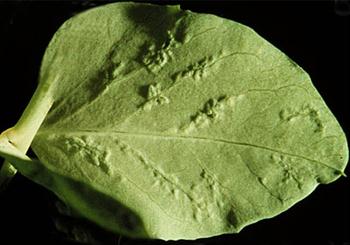 ویروس موزائیک نخود فرنگی